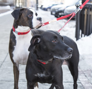 Two dogs on double leash