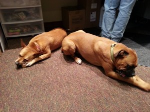 pups for take your dog to work day