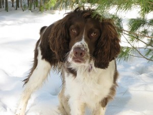 Dog standing in the snow