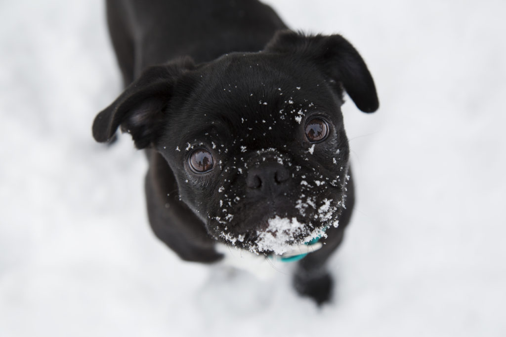 Dog in Snow