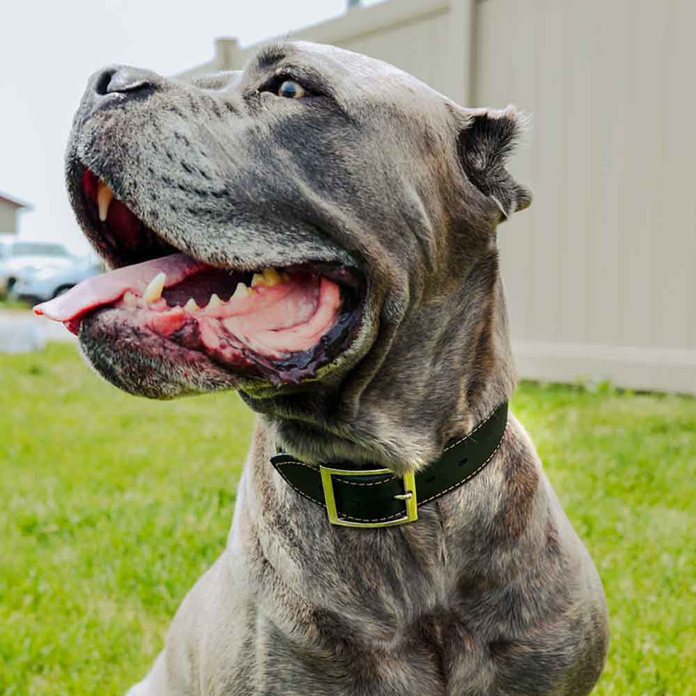 Mastiff Wearing Extra Wide Waterproof Dog Collar