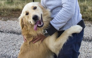 Dog jumping up on person