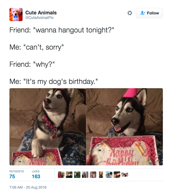 Dog's birthday tweet