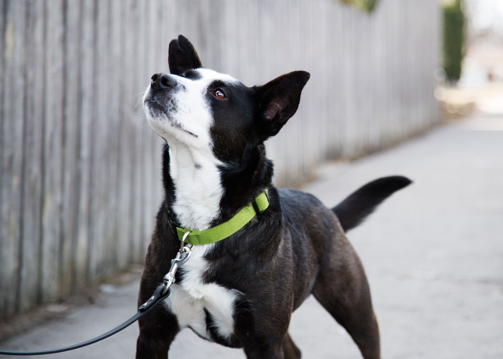 dog in hemp collar