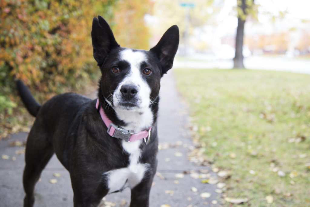 Dog wearing personalized buckle nylon collar