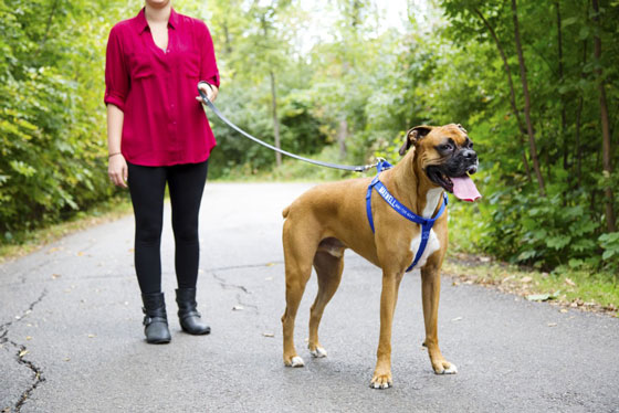 owner takes dog on a walk