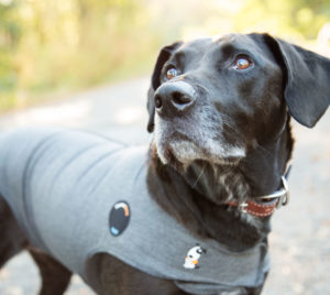 Dog wearing a thunder jacket