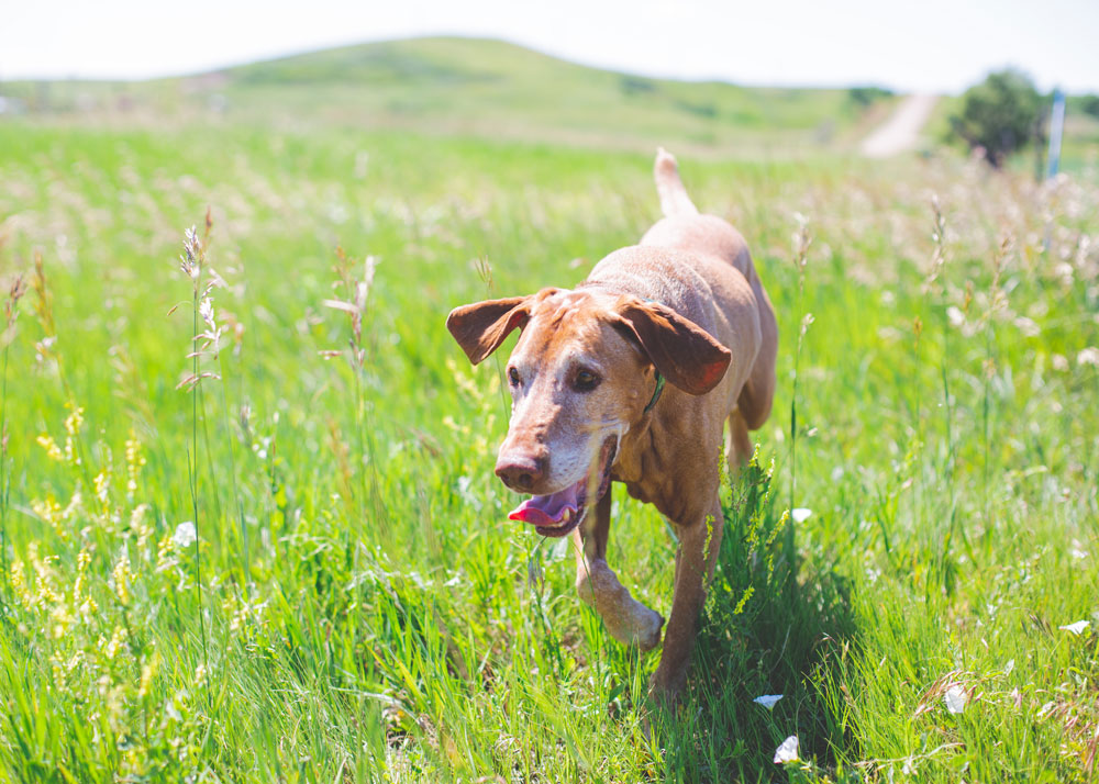 dog running through grass