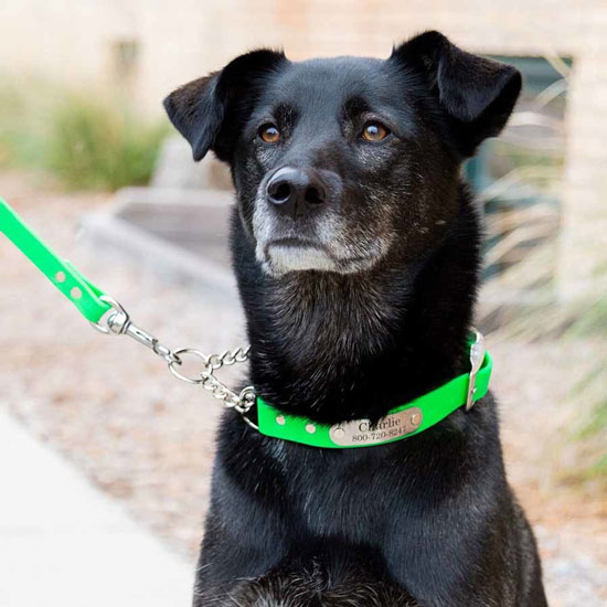 waterproof personalized martingale collar