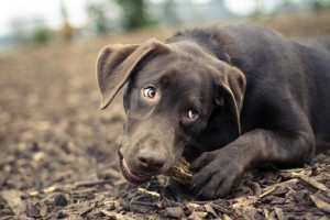 Dog chewing on stick