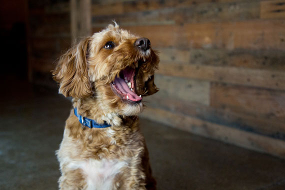 a fuzzy brown dog whines