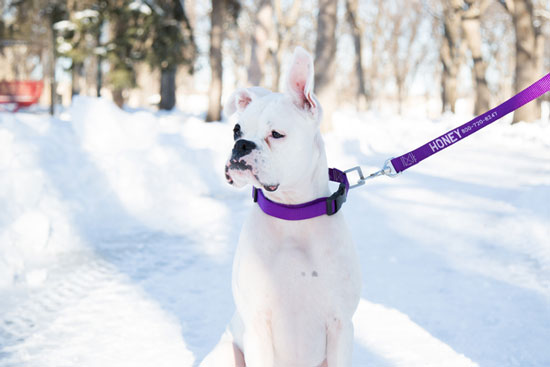 white boxer with purple nylon leash