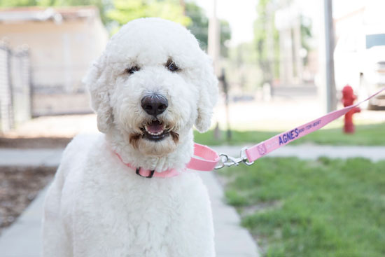 white dog with pink martingale collar